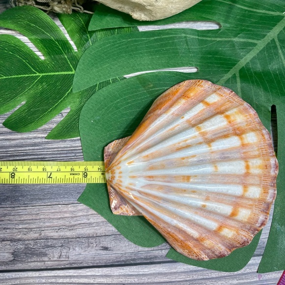 Large Polished Lions Paw Seashell Coral Purple Crafting Display Shell Collector - Picture 14 of 14